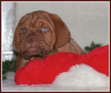 kerst pup5